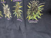 2000’s Life Is Full Of Important Choices “Bud” - XL
